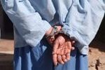 پایان قدرت‌نمایی یکی از اراذل و اوباش در بندرعباس