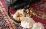 سرقت ۱۳ کیلو طلا از یک خانه