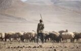 دام چوپان دروغگو برای دختران دم‌بخت