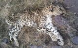 پیدا شدن لاشه پلنگ در ارتفاعات روستای «حصار»