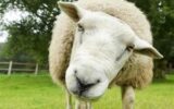 جنایت به خاطر ۵ گوسفند