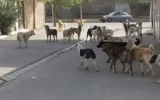 حمله وحشیانه سگ ها به  کودک و یک زن