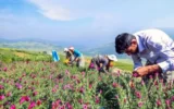 عجیب ترین مرگ ها در گچساران