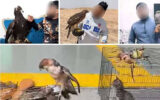 دکتر عقاب در تهران دستگیر شد