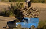 قاچاق زنده ترین موجود بیابان در دامغان