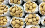 پرده برداری از انبارهای احتکار سیب زمینی در شیراز