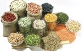 افزایش عرضه حبوبات (لوبیا)در بازار برای تنظیم قیمت‌ها