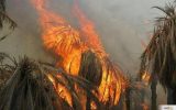 ۸۰۰ نخل در بندرعباس در آتش خاکستر شد