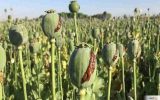 سه مزرعه خشخاش در حمیدیه خوزستان کشف شد